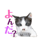 ライト動物病院の皆様のスタンプ（個別スタンプ：37）