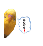 ぼく、ぷーすけ（個別スタンプ：6）