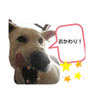 ブーのスタンプ4(^o^)（個別スタンプ：1）
