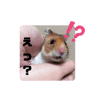 もっちーのスタンプ！（個別スタンプ：7）