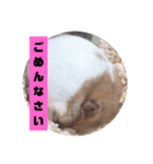 もっちーのスタンプ！（個別スタンプ：8）