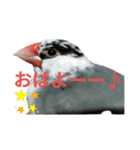 桜文鳥の日常会話（個別スタンプ：1）