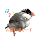 桜文鳥の日常会話（個別スタンプ：3）