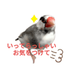 桜文鳥の日常会話（個別スタンプ：4）