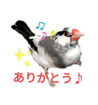 桜文鳥の日常会話（個別スタンプ：5）