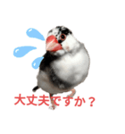桜文鳥の日常会話（個別スタンプ：8）