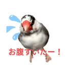 桜文鳥の日常会話（個別スタンプ：9）