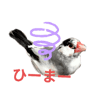桜文鳥の日常会話（個別スタンプ：11）