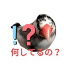 桜文鳥の日常会話（個別スタンプ：13）