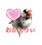 桜文鳥の日常会話（個別スタンプ：14）