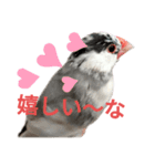 桜文鳥の日常会話（個別スタンプ：15）