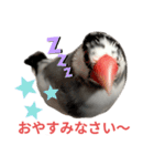 桜文鳥の日常会話（個別スタンプ：16）
