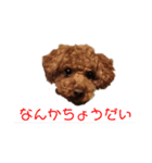 トイプードルのチャッキー3（個別スタンプ：2）
