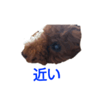 トイプードルのチャッキー3（個別スタンプ：4）