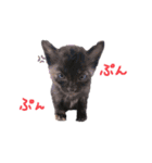 またたびハイウェイ（個別スタンプ：3）