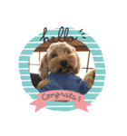 cockapoo 門くん（個別スタンプ：1）