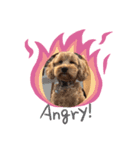 cockapoo 門くん（個別スタンプ：2）