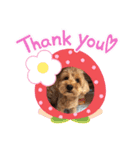 cockapoo 門くん（個別スタンプ：4）