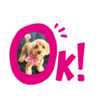 cockapoo 門くん（個別スタンプ：5）