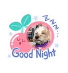 cockapoo 門くん（個別スタンプ：6）