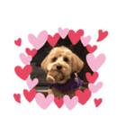 cockapoo 門くん（個別スタンプ：7）
