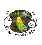 セキセイインコのひな2（個別スタンプ：2）