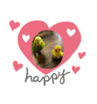 セキセイインコのひな2（個別スタンプ：8）