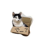 けんさん（猫）のスタンプ（個別スタンプ：2）