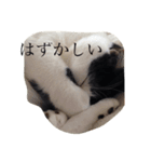 けんさん（猫）のスタンプ（個別スタンプ：6）