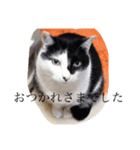 けんさん（猫）のスタンプ（個別スタンプ：7）
