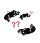 黒柴ローズちゃん（個別スタンプ：12）