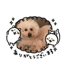 ガウガウ犬のレオン君②（個別スタンプ：7）