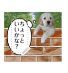 メッセージ☆Puppy☆ゴールデンRのKちゃん（個別スタンプ：12）