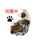 ミニチュアダックス ワイヤーヘア（個別スタンプ：1）