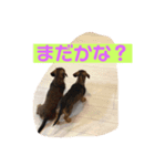 ミニチュアダックス ワイヤーヘア（個別スタンプ：3）