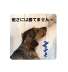 ミニチュアダックス ワイヤーヘア（個別スタンプ：4）