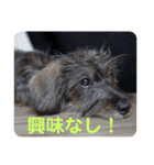 ミニチュアダックス ワイヤーヘア（個別スタンプ：6）