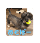 ミニチュアダックス ワイヤーヘア（個別スタンプ：7）