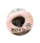 ミニチュアダックス ワイヤーヘア（個別スタンプ：8）