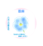 6月、誕生日の花 花言葉つき（個別スタンプ：3）