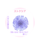 6月、誕生日の花 花言葉つき（個別スタンプ：7）