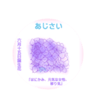 6月、誕生日の花 花言葉つき（個別スタンプ：15）