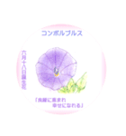 6月、誕生日の花 花言葉つき（個別スタンプ：18）
