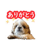 シーズー大好き1（個別スタンプ：1）