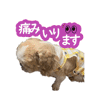 シーズー大好き1（個別スタンプ：3）