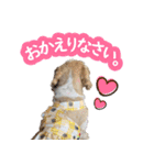 シーズー大好き1（個別スタンプ：4）