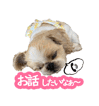 シーズー大好き1（個別スタンプ：7）