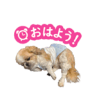 シーズー大好き1（個別スタンプ：8）