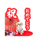 シーズー大好き1（個別スタンプ：10）