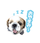 シーズー大好き1（個別スタンプ：11）